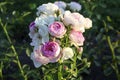 Vesalius flower head of a rose in de Guldemondplantsoen Rosarium in Boskoop Royalty Free Stock Photo