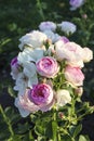 Vesalius flower head of a rose in de Guldemondplantsoen Rosarium in Boskoop Royalty Free Stock Photo