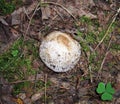 Mushrooms - Ordinary Veselka in the egg stage Royalty Free Stock Photo