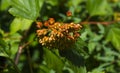 Vesicle viburnum, Flowering bush Bubbleweed viburnum in the garden