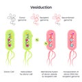 Horizontal Gene Transfer in bacteria via vesiduction scientific vector illustration infographic