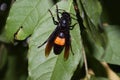 Vespa affinis on green leaf