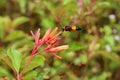 The Vespa affinis and Pyrostegia Royalty Free Stock Photo