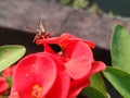 Vespa Affinis and red euphorbia