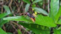 Vespa affinis wasp perched on a leaf. Royalty Free Stock Photo