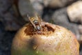 Vespa crabro big insect biting apple, largest eusocial wasp, european hornet macro close up view Royalty Free Stock Photo