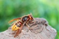 Vespa crabro, European giant hornet Royalty Free Stock Photo