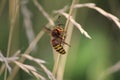 Vespa crabro queen hornet Royalty Free Stock Photo