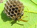 Vespa at a nest