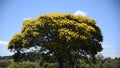 VESPA POLINIZANDO FLOR DE MARACUJ