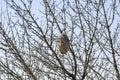 VESPA VELUTINA NEST , asian wasp nest on a tree