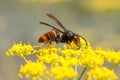 Vespa velutina Royalty Free Stock Photo