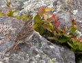 Vesper Sparrow Royalty Free Stock Photo