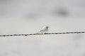 Vesper Sparrow Pooecetes gramineus on a Barbed Wire Strand on Royalty Free Stock Photo