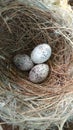 Vesper Sparrow, Pooecetes gramineus, eggs in nest. Royalty Free Stock Photo