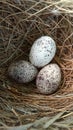 Vesper Sparrow, Pooecetes gramineus, eggs in nest. Royalty Free Stock Photo