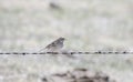 A Vesper Sparrow Pooecetes gramineus Perched on Barbed Wire on the Pawnee Grasslands Royalty Free Stock Photo