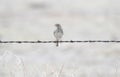 A Vesper Sparrow Pooecetes gramineus Perched on the Pawnee Grasslands Royalty Free Stock Photo