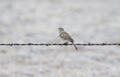 A Vesper Sparrow Pooecetes gramineus Perched on Barbed Wire on the Pawnee Grasslands Royalty Free Stock Photo