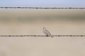 Vesper Sparrow Pooecetes gramineus Perched on Barbed Wire on t Royalty Free Stock Photo