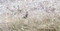 Vesper Sparrow Pooecetes gramineus Perched on the Ground on the Grasslands and Plains Royalty Free Stock Photo