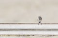 Vesper Sparrow Pooecetes gramineus Perched on a Metal Railing Royalty Free Stock Photo