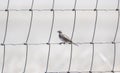 Vesper Sparrow Pooecetes gramineus Perched on a Wire Fence on the Plains Royalty Free Stock Photo