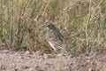 Vesper Sparrow pooecetes gramineus Royalty Free Stock Photo