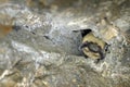 Vespertilio murinus, Particoloured bat, in the nature cave habitat, Cesky kras, Czech. Underground animal hanging from stone.