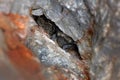 Vespertilio murinus, Particoloured bat, in the nature cave habitat, Cesky kras, Czech. Wildlife scene from grey rock tunnel.