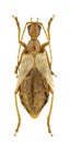 Vesperus luridus