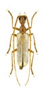 Vesperus luridus