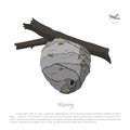 Vespiary drawing. Wasp hive on a branch. Residence flying insect Royalty Free Stock Photo