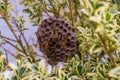 Vespiary. Wasps have placed him in the branches of a bush.