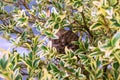 Vespiary. Wasps have placed him in the branches of a bush.