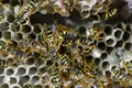 Vespiary. Wasps polist. The nest of a family of wasps which is taken a close-up.