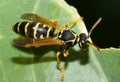 Vespidae, wasp