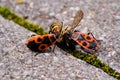 Vespula germanica, European wasp, German wasp, or German yellowjacket is eaten by a firebug, Pyrrhocoris Apterus.