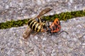 Vespula germanica, European wasp, German wasp, or German yellowjacket eaten by firebug