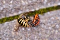 Vespula germanica, European wasp, German wasp, or German yellowjacket is eaten by a firebug, Pyrrhocoris Apterus.