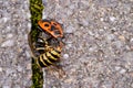 Vespula germanica, European wasp, German wasp, or German yellowjacket is eaten by a red firebug, Pyrrhocoris Apterus