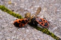 Vespula germanica, European wasp, German wasp, or German yellowjacket.