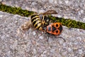 Vespula germanica European wasp German wasp or German yellowjacket is eaten by a Pyrrhocoris Apterus firebug