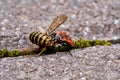 Vespula germanica, European wasp, German wasp, or German yellowjacket is eaten by Pyrrhocoris Apterus, firebug