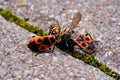 Vespula germanica, European wasp, German wasp, or German yellowjacket is eaten by Pyrrhocoris Apterus, firebug