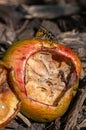 Vespula germanica, european yellow jacket wasp eating a discarded apple Royalty Free Stock Photo