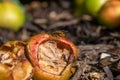 Vespula germanica, european yellow jacket wasp eating a discarded apple Royalty Free Stock Photo