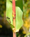 Vespula rufa wasp chasing Palomena prasina