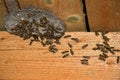 Vespula vulgaris. Wasp nest in the attic of the house