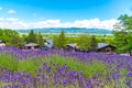 Vest violet Lavender flowers field at summer sunny day Royalty Free Stock Photo